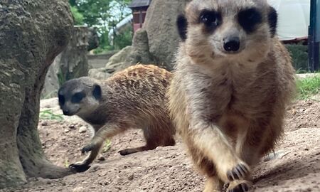 Es sind zwei Erdmännchen zu sehen. Eines davon schaut in die Kamera.