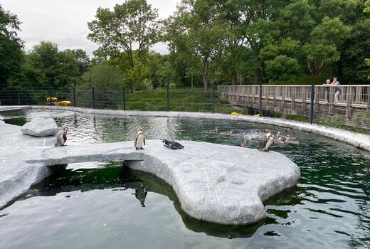 Es sind Pinguine in einem Gehege zu sehen. Sie schwimmen oder liegen auf dem Stein.