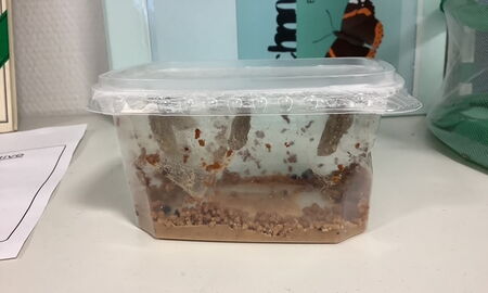 In einer Plastikbox hängen verpuppte Raupen von dem Deckel herunter. Unten in der Plastikbox ist Futter.