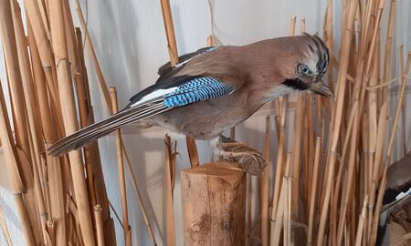 Ein ausgestopfter Vogel sitzt auf einem dünnen Baumstumpf und im Hintergrund sind Bambusstäbe.