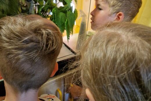 Drei Kinder beobachten die Verpuppung einer Raupe.