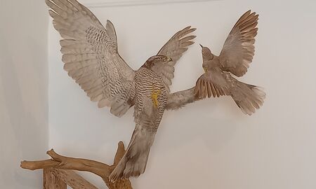 Ein großer Greifvogel und ein kleinerer Vogel sind ausgestopft in einer Raumecke ausgestellt.