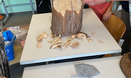 Die Biber-Beraterin zeigt den Schülerinnen und Schülern wie die Biber Baumstämme zernagen, dazu verwendet sie einen Biberschädel und einen stark angenagten Baumstamm auf dem Tisch