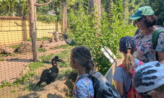 Kinder beobachten Tiere