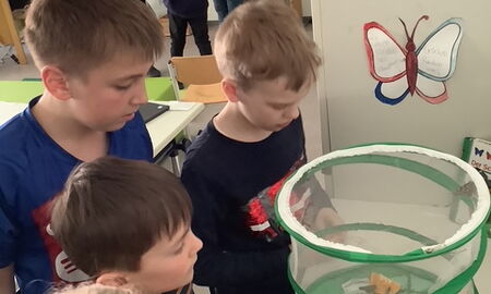 Vier Kinder schauen sich Schmetterlinge in einem grünen Netz an. Im Netz sind auch Orangen. Im Hintergrund spricht eine Lehrerin mit zwei weiteren Kindern.