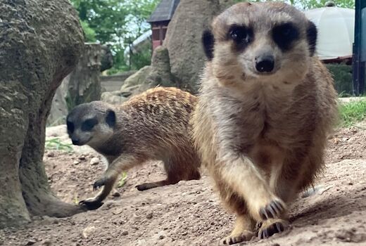 Es sind zwei Erdmännchen zu sehen. Eines davon schaut in die Kamera.