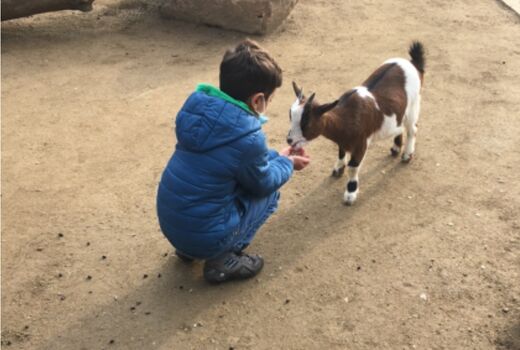 Ein Junge hockt mit Futter in der Hand vor einer Ziege, die ihm aus der Hand frisst.