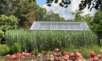Flamingos im Heidelberger Zoo