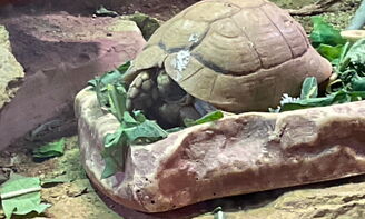 Schildkröte