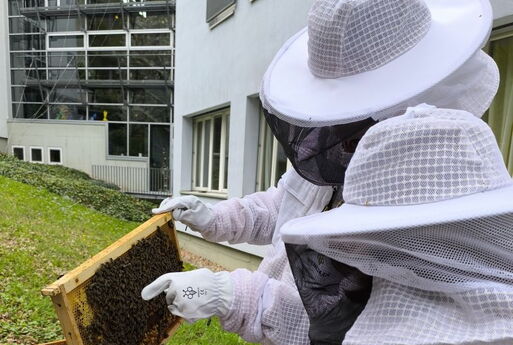 Zwei ImkerInnen in weißen Schutzanzügen betrachten Bienenwaben